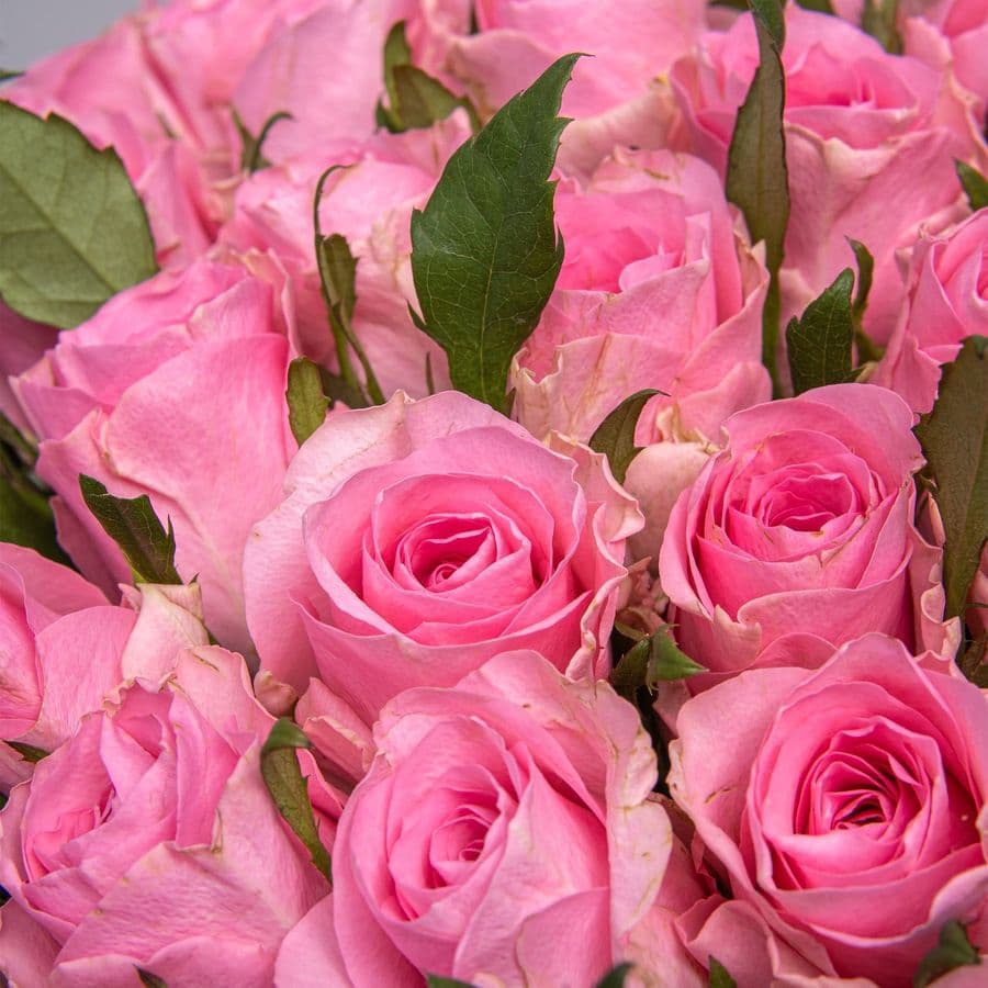 Букет розовых Роз Кения 40 см 101 шт «Волна Любви»