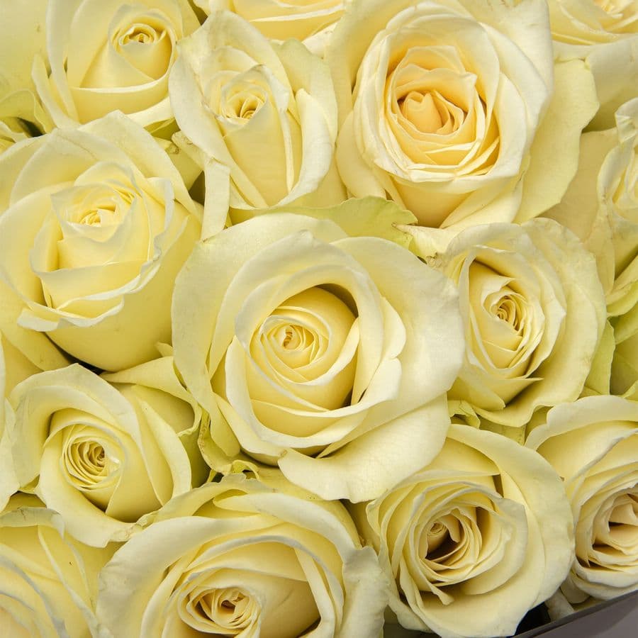 Букет белых Роз Кения 40 см 101 шт «Чистота Небес»