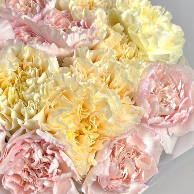 Букет из розовых и желтых Гвоздик 25 шт «Жемчужное Сияние»