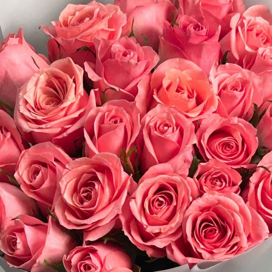 Букет из розовых Роз Кения 60 см 25 шт «Похититель Взглядов»
