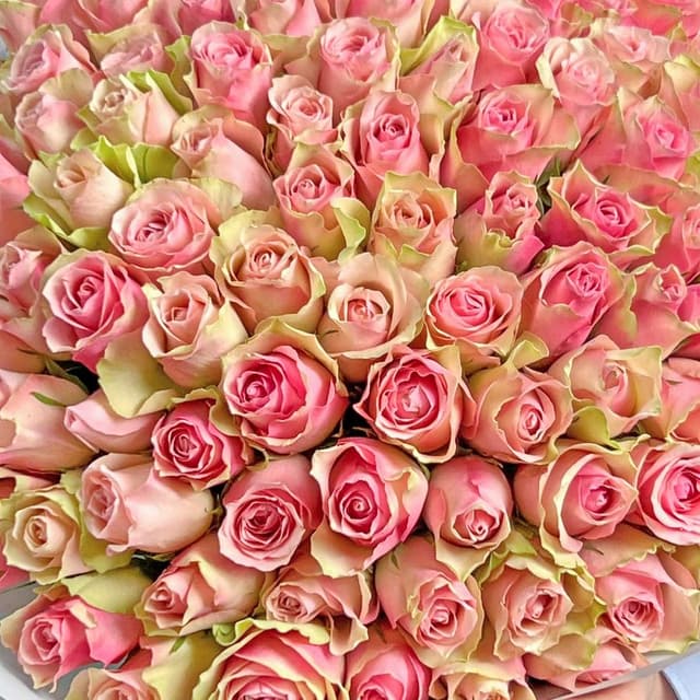 Букет из розовых Роз Кения 60 см 101 шт «Шелковые Объятия»