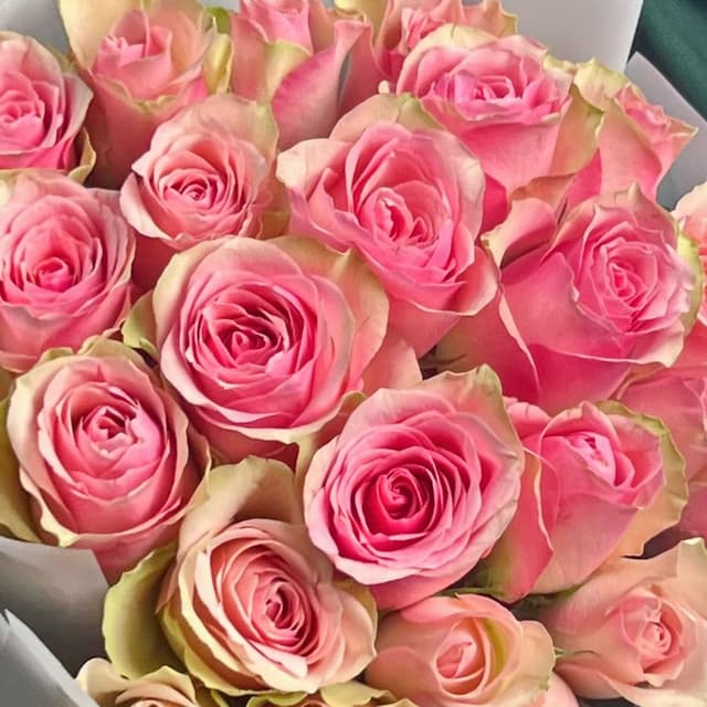Букет из розовых Роз Кения 60 см 25 шт «Танец Фей»