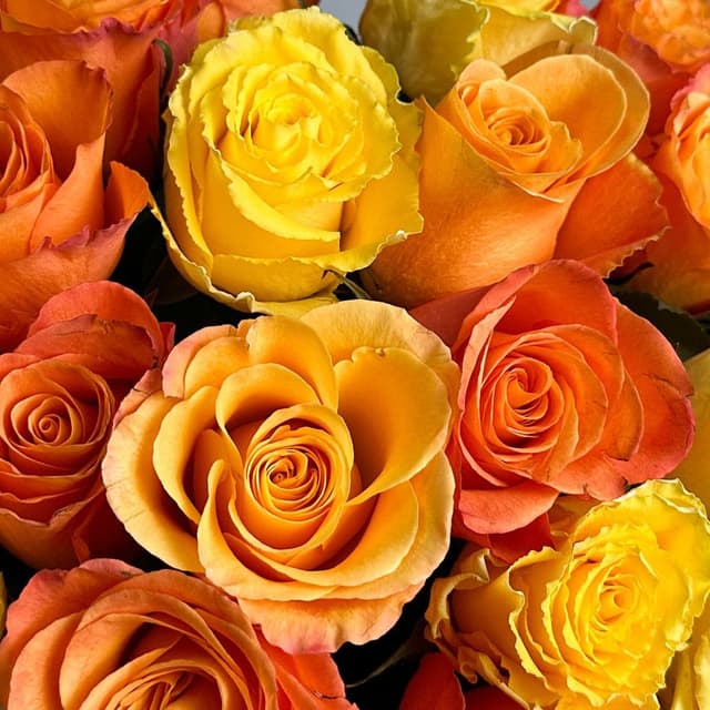 Букет из Роз Кения 60 см желто-оранжевый микс 31 шт «Осенний Поцелуй»