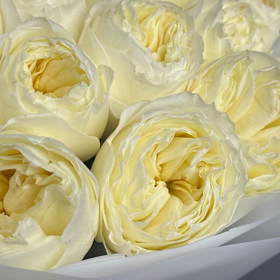 Букет из Пионовидных Роз Кения 25 шт «Панна Котта»