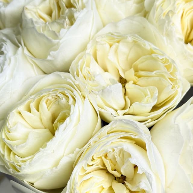 Букет из Пионовидных Роз Кения 15 шт «Утренняя Звезда»