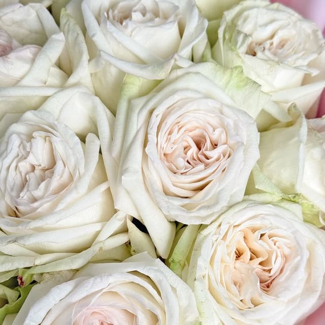 Букет из Пионовидных Роз 15 шт «Секрет Королевы»