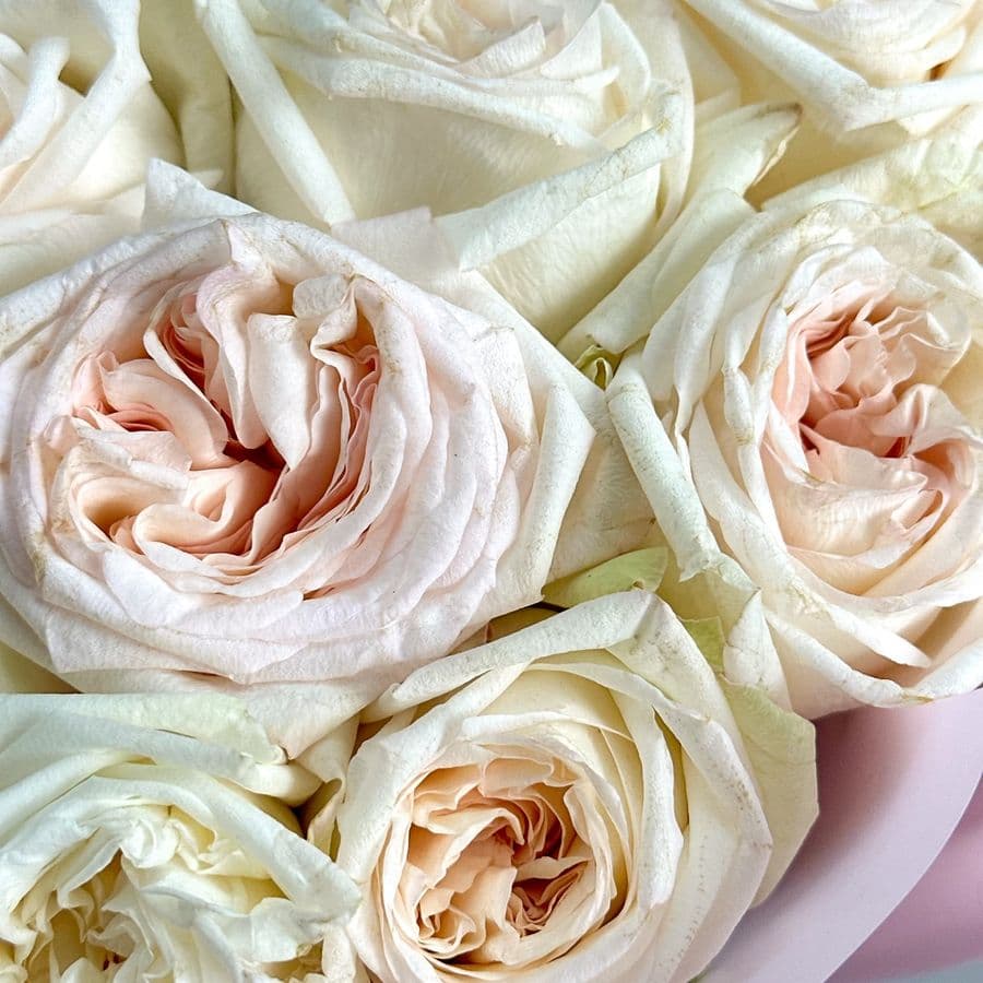 Букет из Пионовидных Роз 25 шт «Лепестки Ванили»