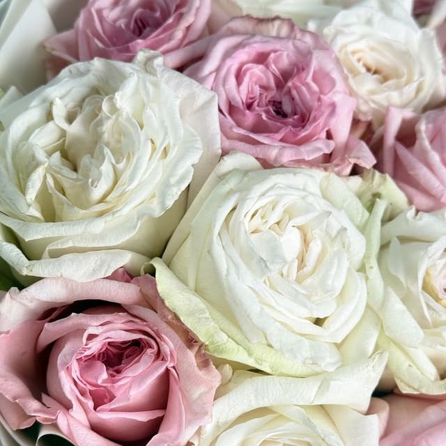 Букет из Пионовидных Роз 15 шт «Счастье вдвоем»