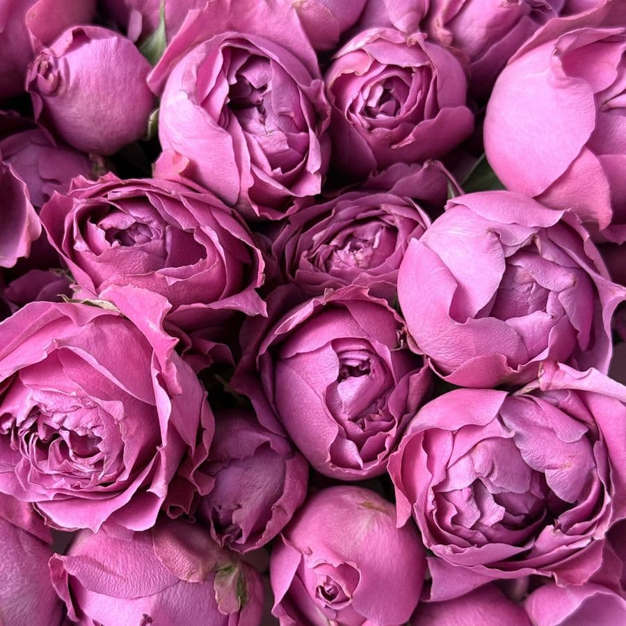 Букет из Кустовых Пионовидных Роз Мисти Баблс 51 шт «Пышное великолепие»