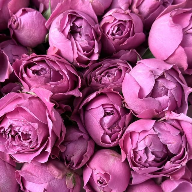 Букет из Кустовых Пионовидных Роз Мисти Баблс 51 шт «Пышное великолепие»