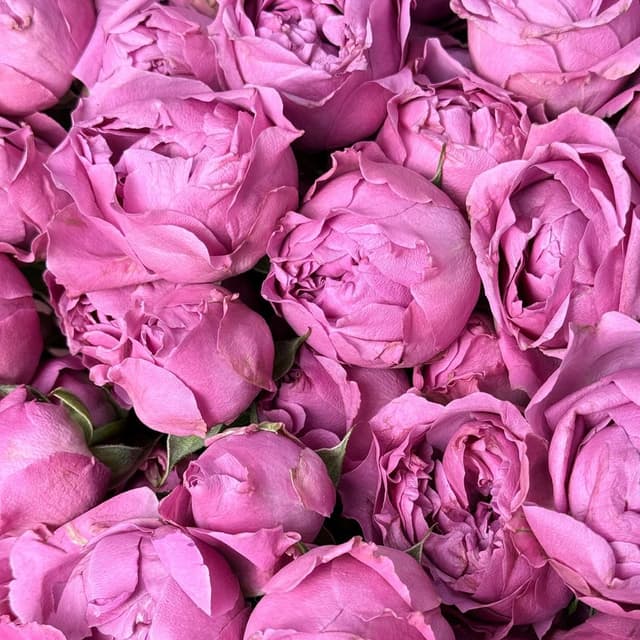 Букет из Кустовых Пионовидных Роз Мисти Баблс 25 шт «Волшебный сад»