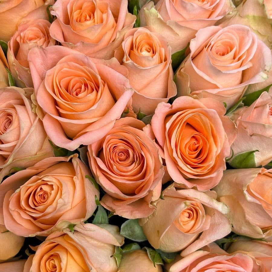 Букет из персиковых Роз Кения 40 см 101 шт «Нежность шампани»