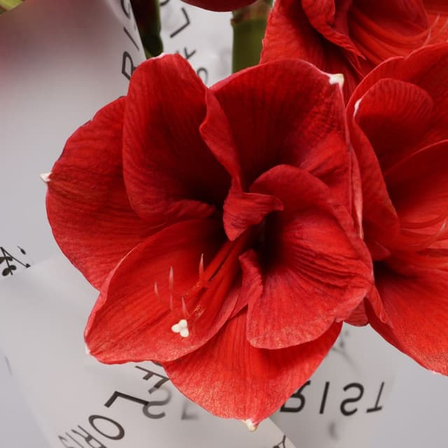 Букет из Амариллиса 3 шт «Зимняя Звезда»