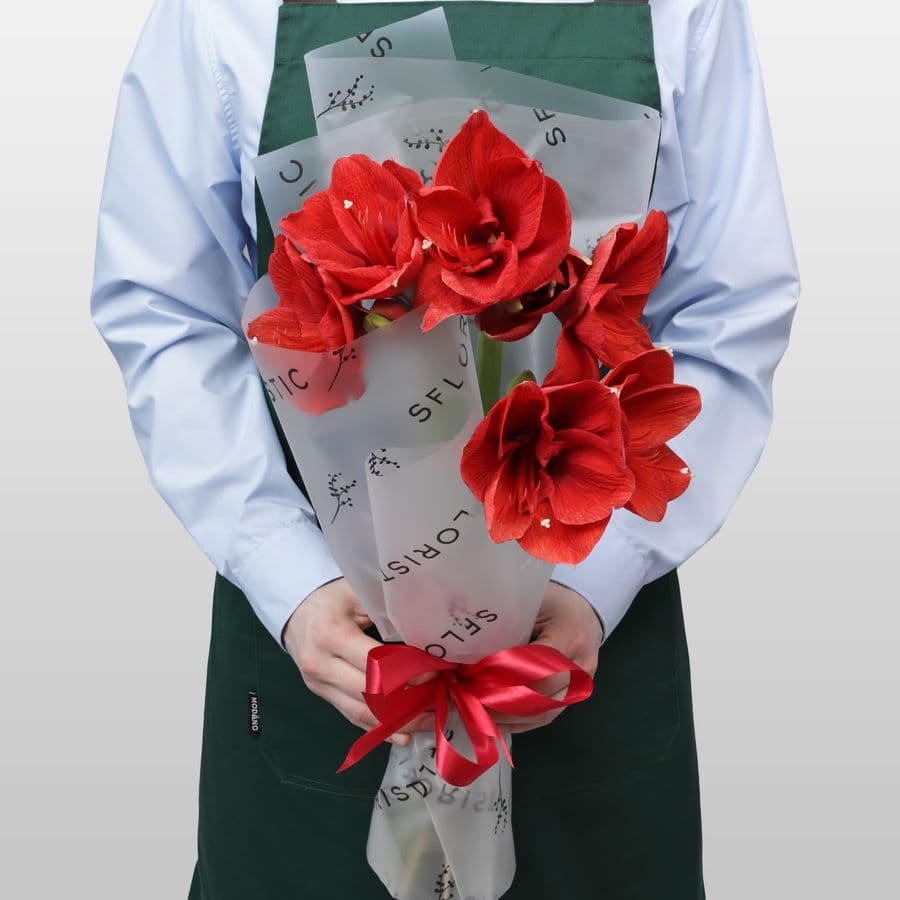 Букет из Амариллиса 3 шт «Зимняя Звезда»