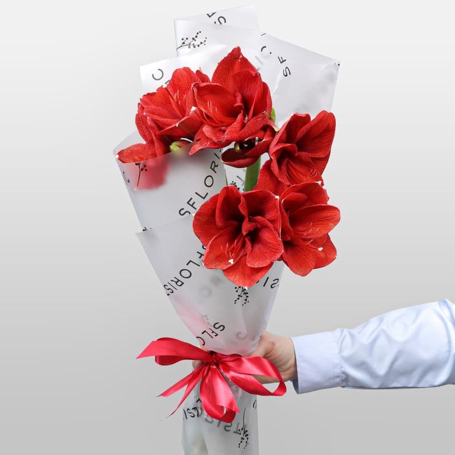 Букет из Амариллиса 3 шт «Зимняя Звезда»