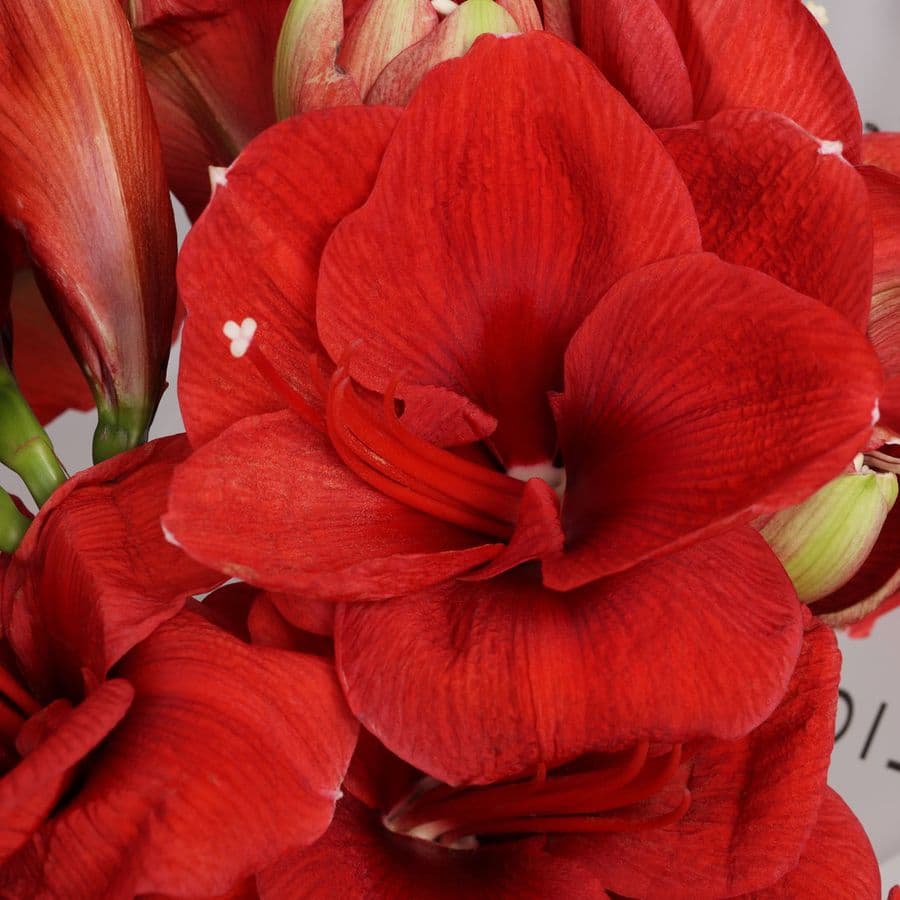 Букет из Амариллиса 5 шт «Огонек на Снегу»