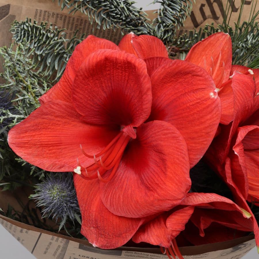 Новогодний букет из Амариллиса и Эрингиума «Рождественский Свет»