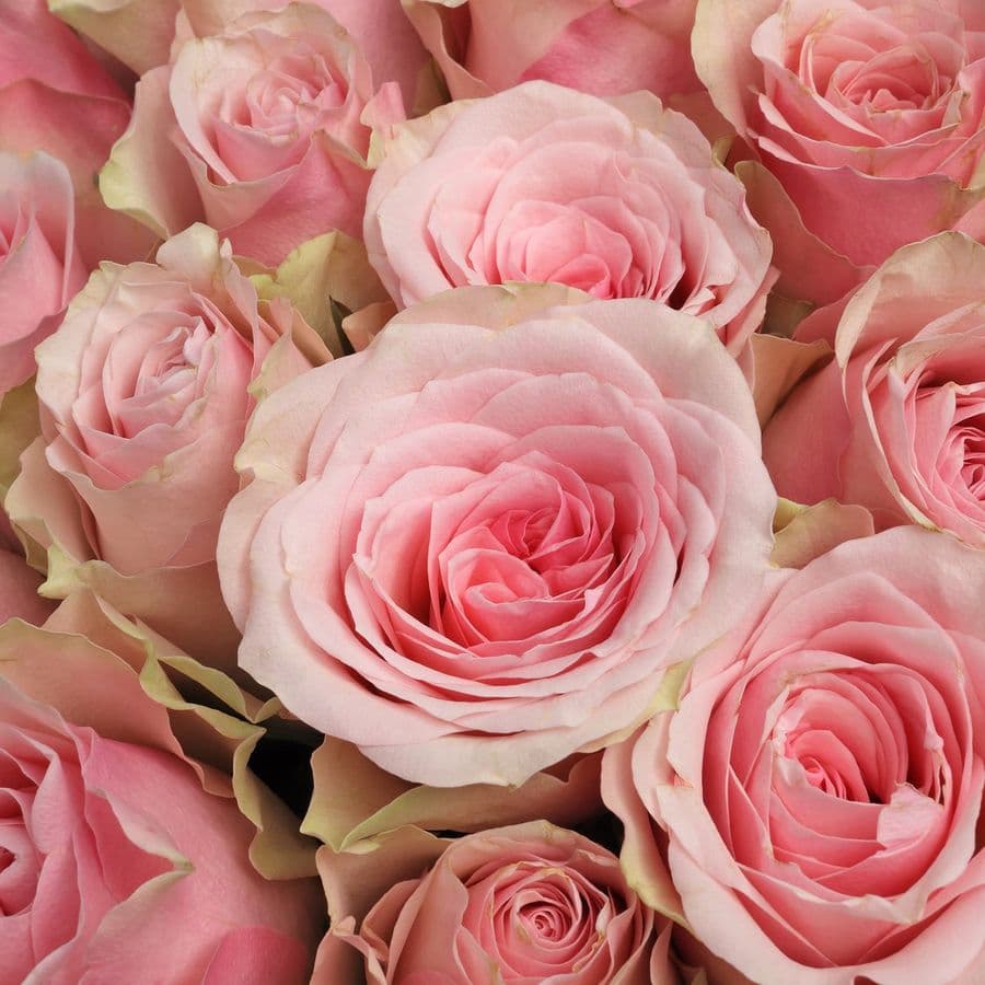 Букет из розовых Роз Кения 60 см 101 шт «Нежный Шлейф»