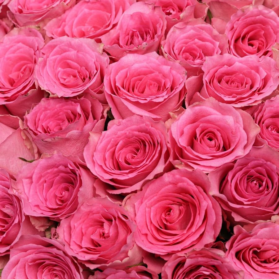 Букет из розовых Роз Кения 60 см 101 шт «Ярче Звезды»