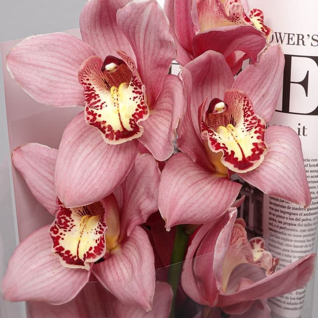 Букет из ветки Розовой Орхидеи «Восточная Загадка»