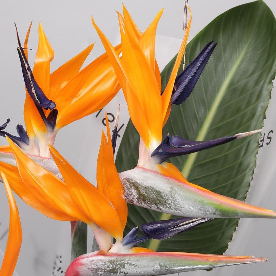 Букет из Стрелиции 5 шт «Перо Жар-Птицы»