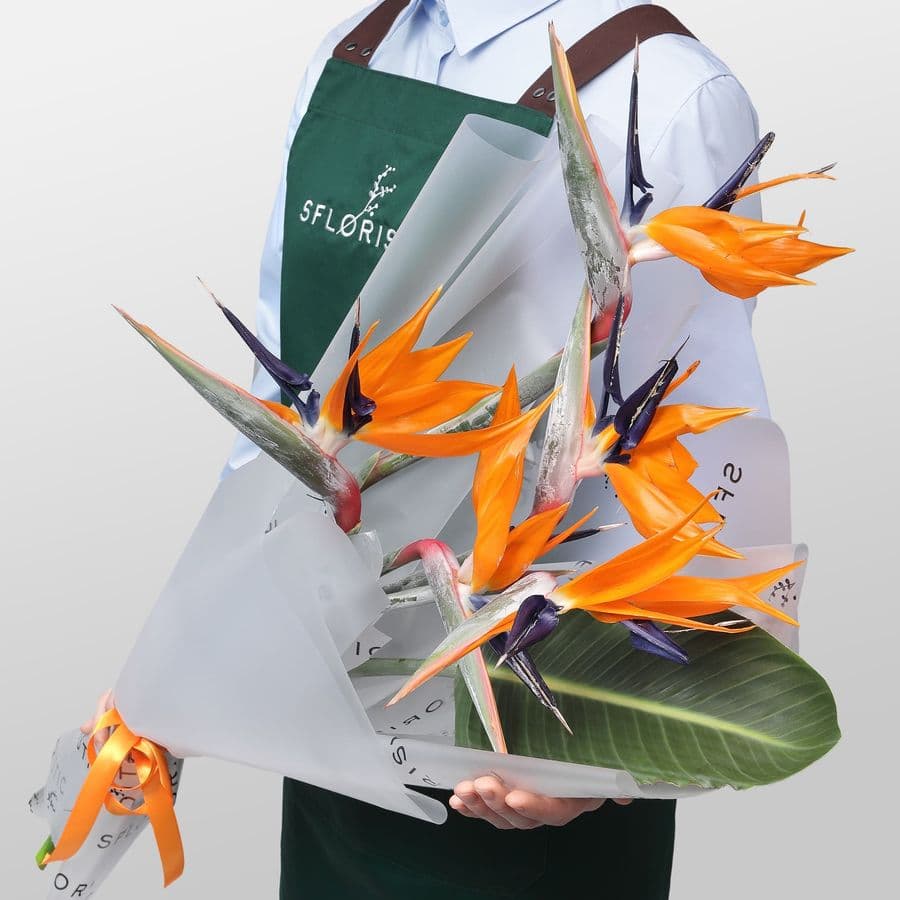 Букет из Стрелиции 5 шт «Перо Жар-Птицы»