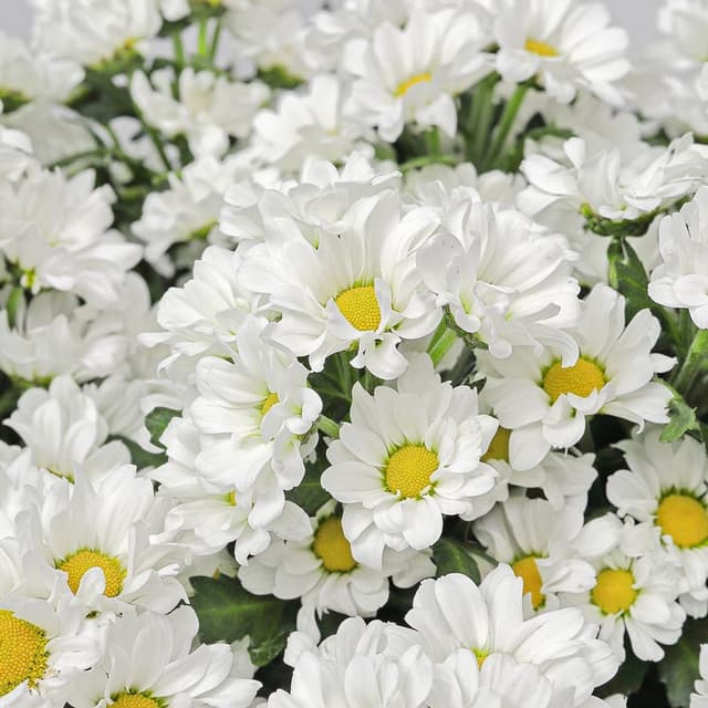 Букет из Белых Хризантем Сантини 15 шт «Нежность Дня»