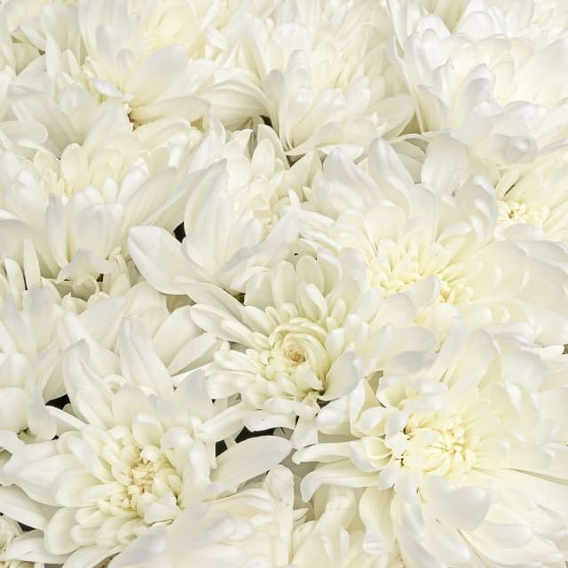Букет из Белых Кустовых Хризантем 15 шт «Нежность Ангела»