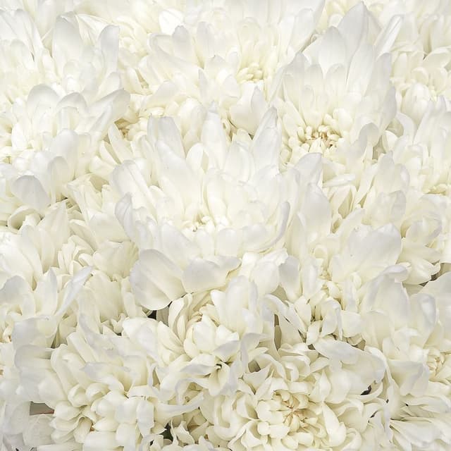 Букет из Белых Кустовых Хризантем 25 шт «Звездная Россыпь»