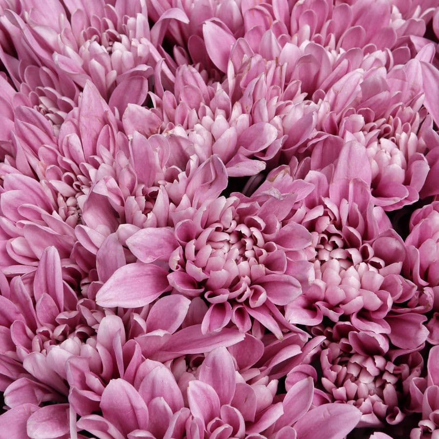 Букет из Сиреневых Кустовых Хризантем 25 шт «Вечерний Блюз»