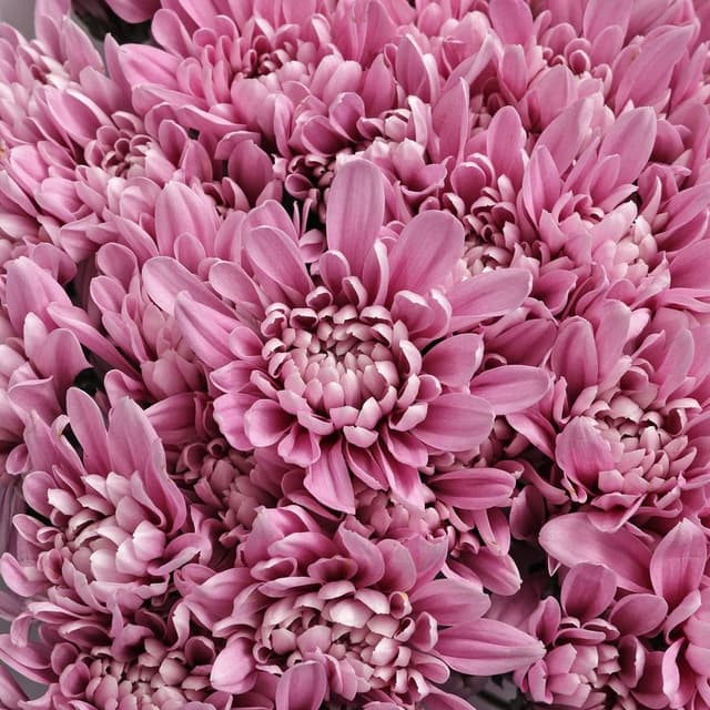 Букет из Сиреневых Кустовых Хризантем 15 шт «Аристократка»
