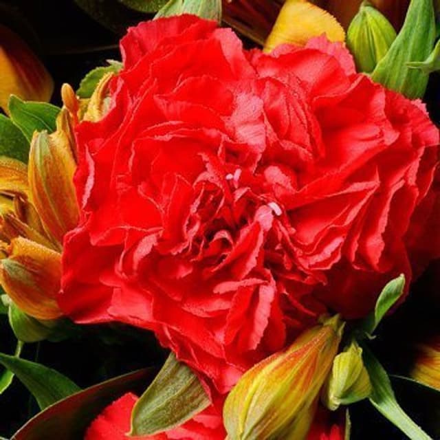 Букет из Альстромерии и Гвоздики «Золото осени»