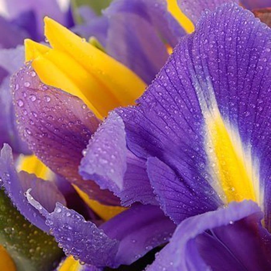 Букет из Тюльпанов и Ирисов «Закат и луна»