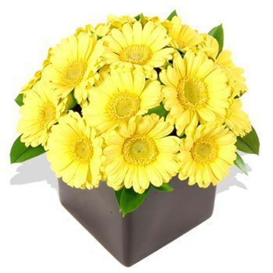 Композиция из Гербер «Кубок из гербер»