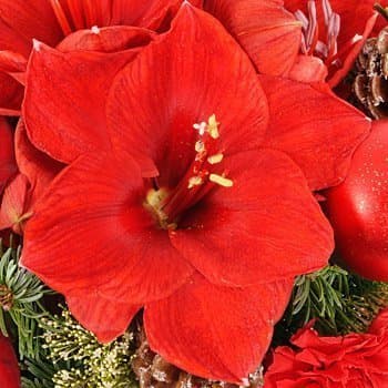 Амариллис Шар