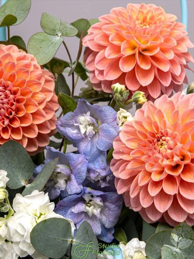 Композиция из Георгин, Маттиолы и Дельфиниума в сумочке «Лазурный Закат» Композиция из Георгин, Маттиолы и Дельфиниума в сумочке «Лазурный Закат»