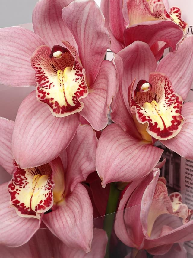 Букет из ветки Розовой Орхидеи «Восточная Загадка» Букет из ветки Розовой Орхидеи «Восточная Загадка»