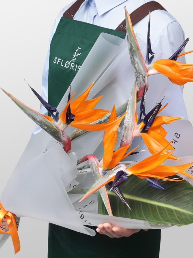 Букет из Стрелиции 5 шт «Перо Жар-Птицы» Букет из Стрелиции 5 шт «Перо Жар-Птицы»