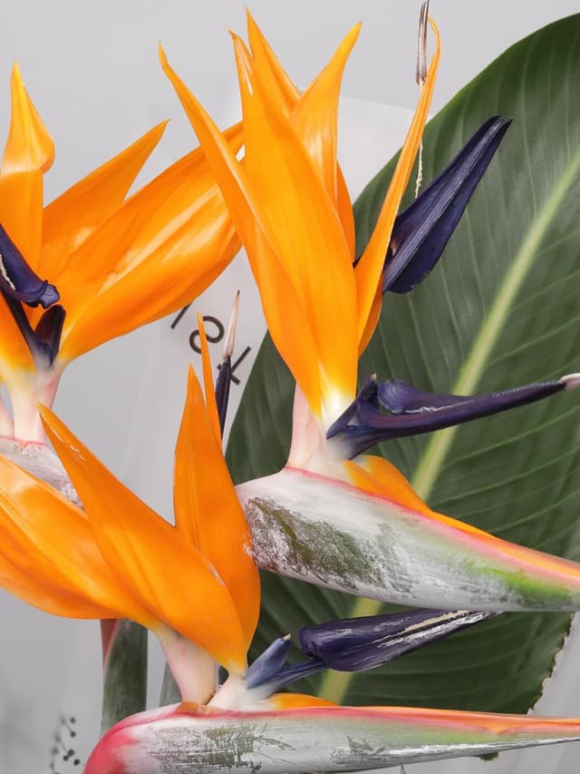 Букет из Стрелиции 5 шт «Перо Жар-Птицы» Букет из Стрелиции 5 шт «Перо Жар-Птицы»