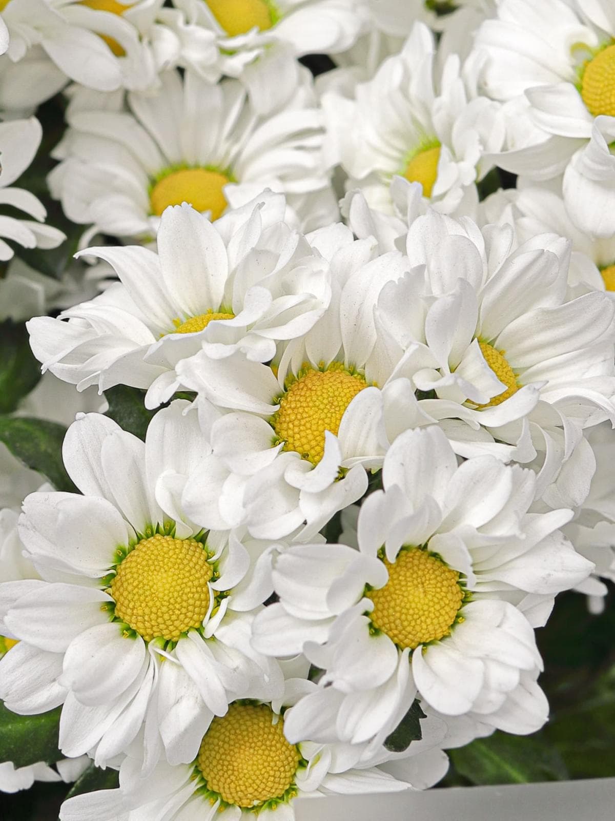 Букет из Белых Хризантем Сантини 9 шт «Верное Сердце»