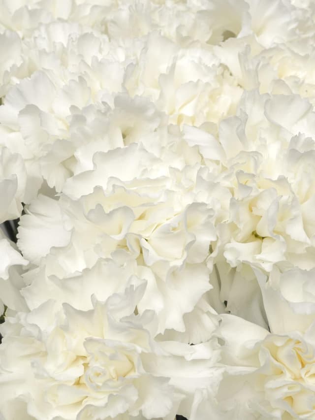 Букет из Белых Гвоздик 51 шт «Фарфоровая Мечта» Букет из Белых Гвоздик 51 шт «Фарфоровая Мечта»