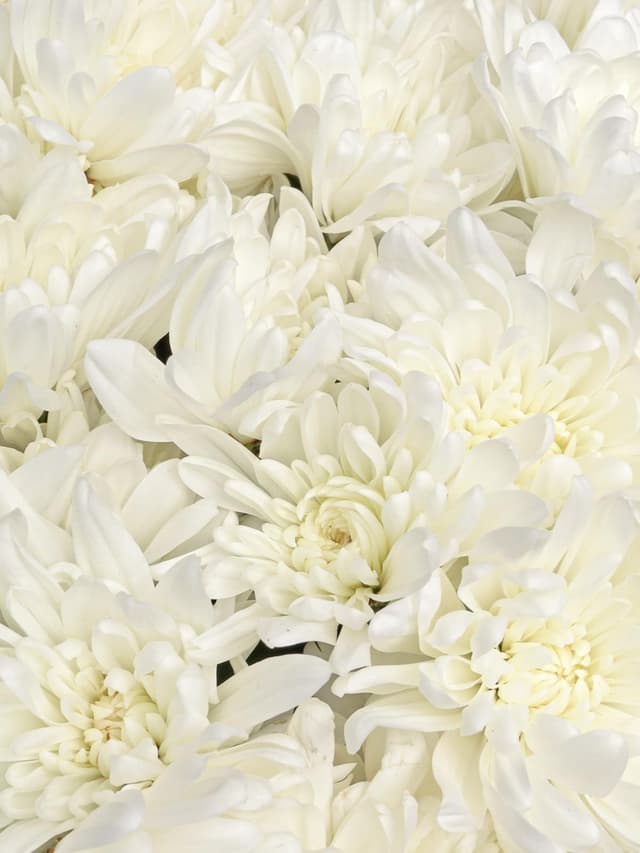 Букет из Белых Хризантем 15 шт «Нежность Ангела» Букет из Белых Хризантем 15 шт «Нежность Ангела»