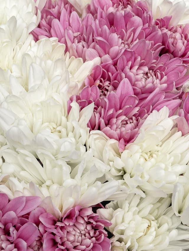 Букет из Хризантем 25 шт «Зимняя Ягода» Букет из Хризантем 25 шт «Зимняя Ягода»