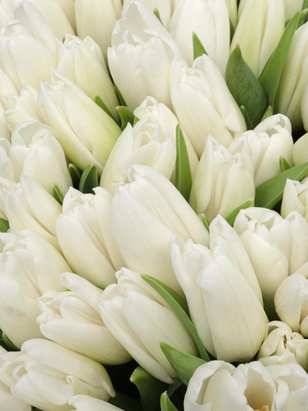 Букет из белых Тюльпанов 101 шт «Горный хрусталь»