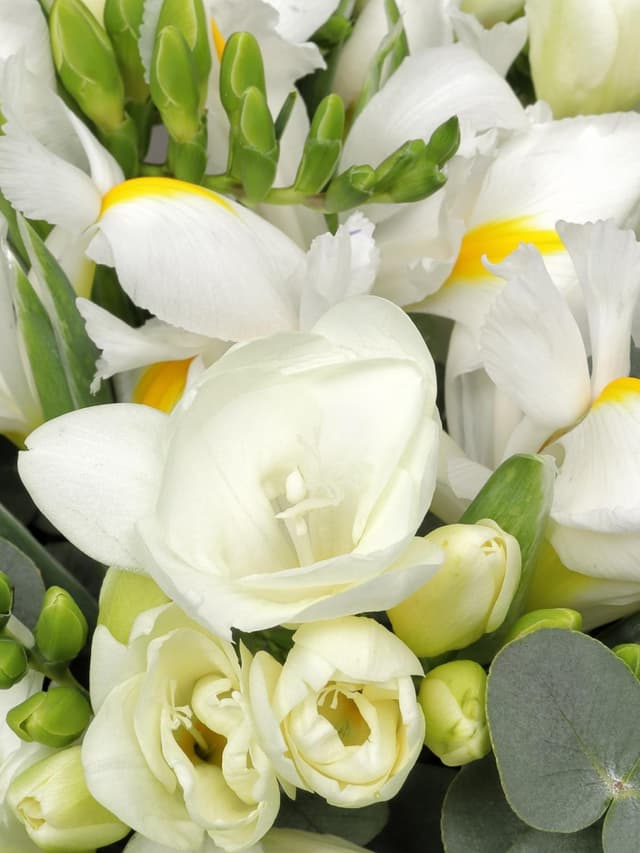 Букет из Белых Ирисов и Фрезий «Альпийская свежесть» Букет из Белых Ирисов и Фрезий «Альпийская свежесть»