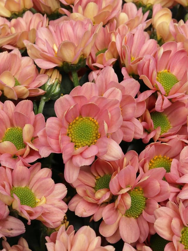 Букет из Персиковых Хризантем Сантини 25 шт «Персиковое облако» Букет из Персиковых Хризантем Сантини 25 шт «Персиковое облако»