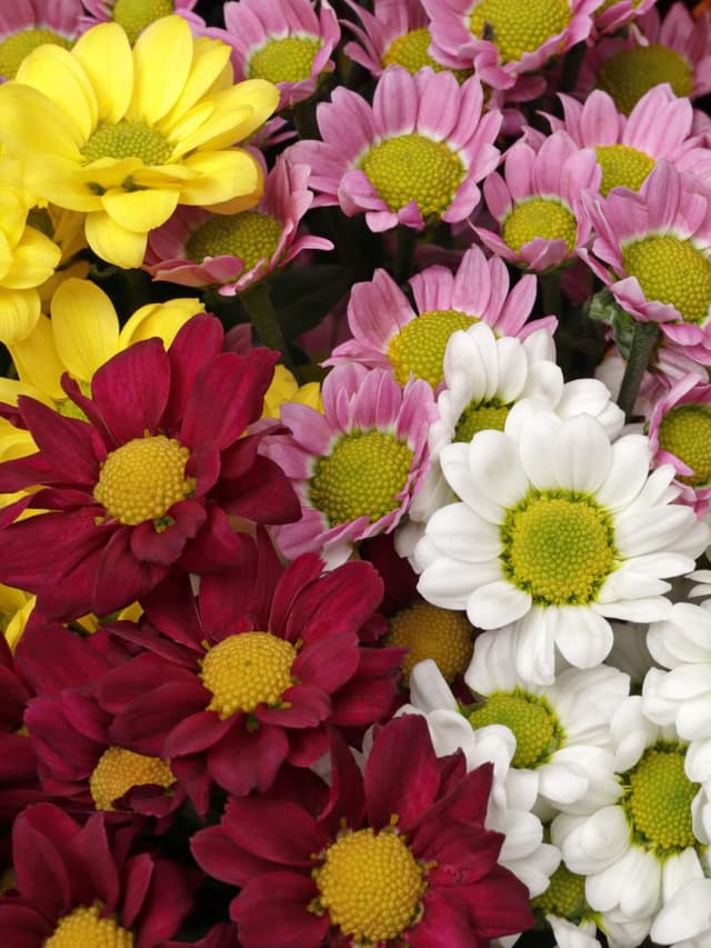 Букет из микса Хризантем Сантини 25 шт «Пестрый луг» Букет из микса Хризантем Сантини 25 шт «Пестрый луг»