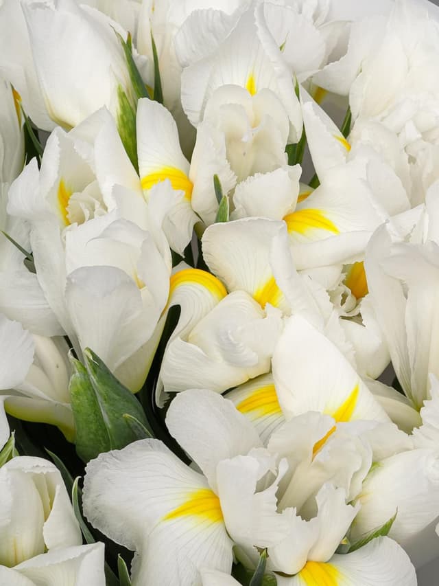Букет из Белых Ирисов 25 шт «Белый лебедь» Букет из Белых Ирисов 25 шт «Белый лебедь»