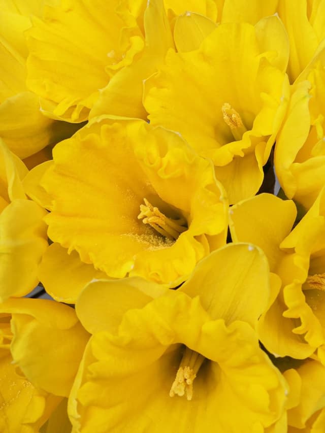 Букет из Желтых Нарциссов 21 шт «Кусочек солнца» Букет из Желтых Нарциссов 21 шт «Кусочек солнца»