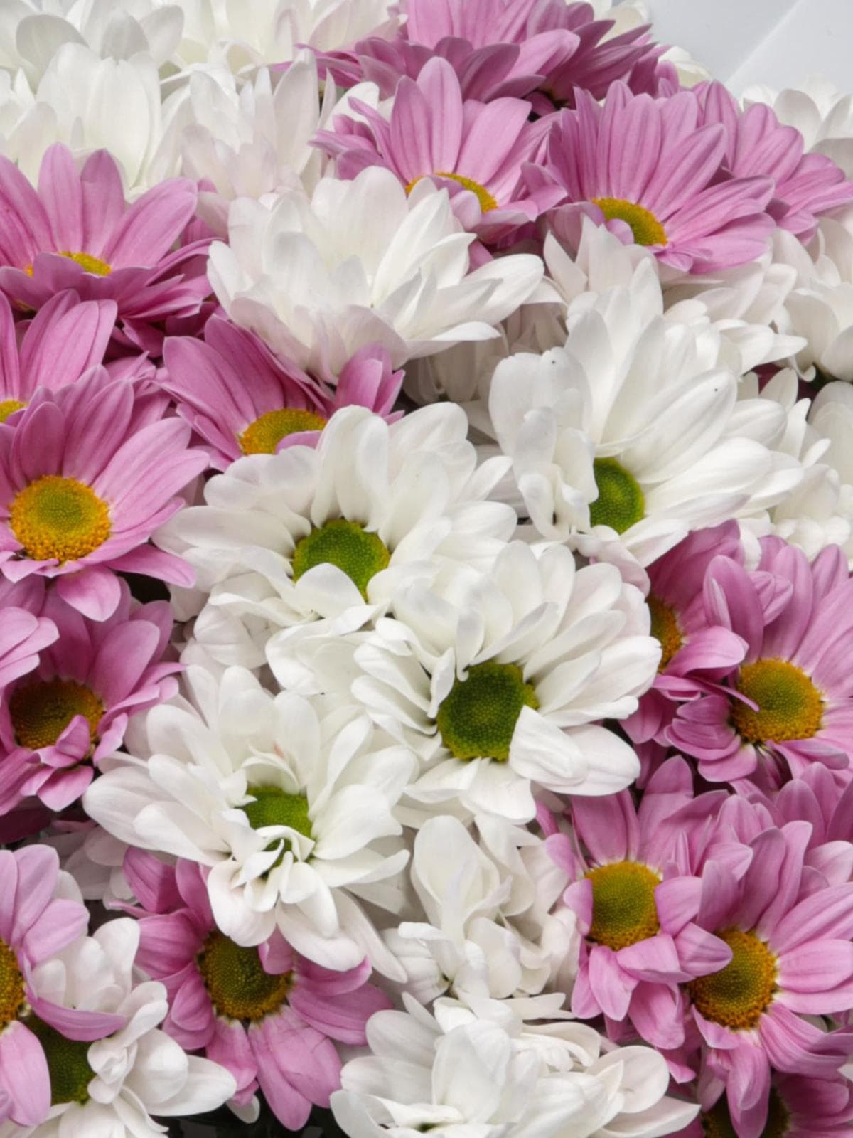 Букет из Розовых и Белых Кустовых Хризантем «Карусель»